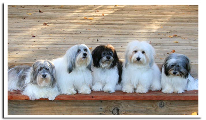 Tri color coton de tulear store for sale